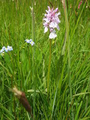 Dactylorhiza maculata ericetorum