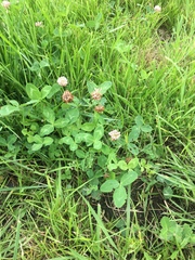 Trifolium repens