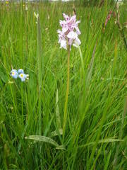 Dactylorhiza maculata ericetorum