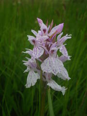 Dactylorhiza maculata ericetorum
