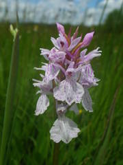Dactylorhiza maculata ericetorum