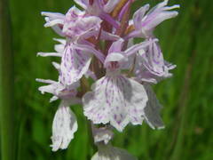 Dactylorhiza maculata ericetorum