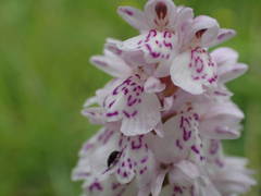 Dactylorhiza maculata ericetorum