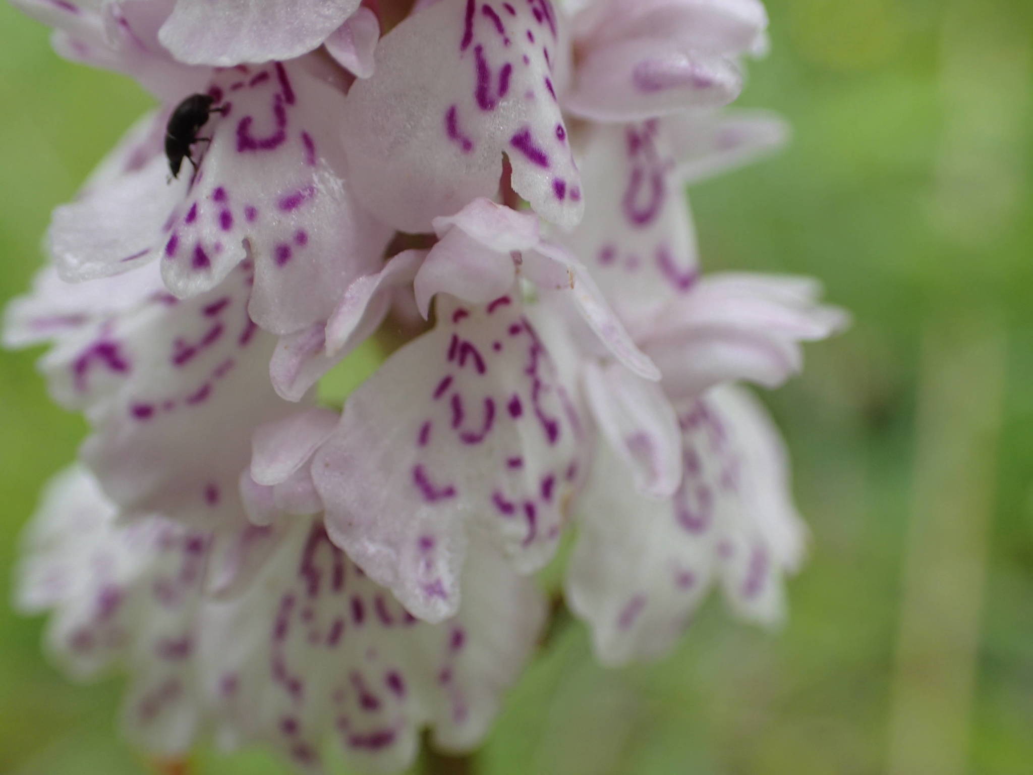 Dactylorhiza maculata