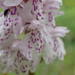 Dactylorhiza maculata - Photo 由 Sylvain Piry 所上傳的 (c) Sylvain Piry，保留部份權利CC BY-NC