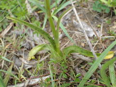Dactylorhiza maculata ericetorum