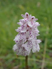 Dactylorhiza maculata ericetorum