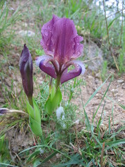 Iris reichenbachii
