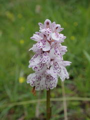 Dactylorhiza maculata ericetorum
