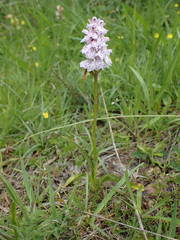 Dactylorhiza maculata ericetorum