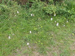 Dactylorhiza maculata ericetorum