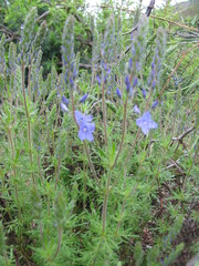 Veronica austriaca jacquinii