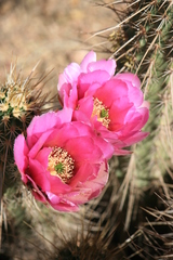 Echinocereus engelmannii