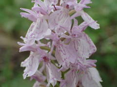 Dactylorhiza maculata ericetorum