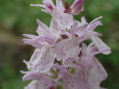 Dactylorhiza maculata ericetorum