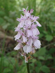 Dactylorhiza maculata ericetorum