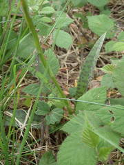 Dactylorhiza maculata ericetorum