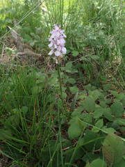 Dactylorhiza maculata ericetorum
