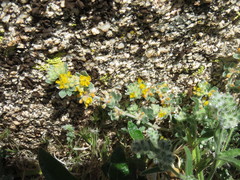Acmispon argophyllus argophyllus
