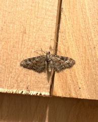 Eupithecia anticaria