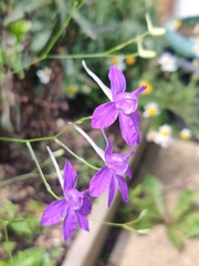 Delphinium consolida