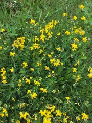 Lotus corniculatus