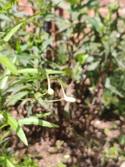 Delphinium consolida