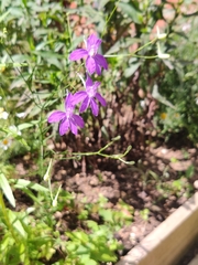 Delphinium consolida