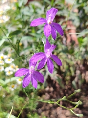 Delphinium consolida