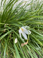 Zephyranthes candida
