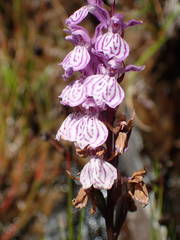 Dactylorhiza maculata ericetorum