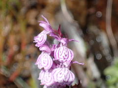 Dactylorhiza maculata ericetorum