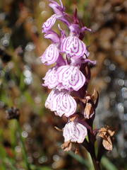 Dactylorhiza maculata ericetorum