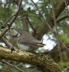 Prodotiscus regulus