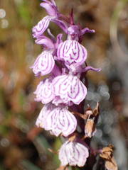 Dactylorhiza maculata ericetorum