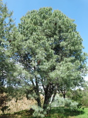 Pinus maximartinezii