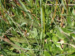 Dactylorhiza maculata ericetorum