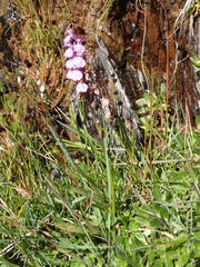 Dactylorhiza maculata ericetorum