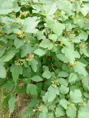 Physocarpus opulifolius