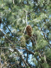 Pinus maximartinezii