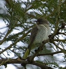 Prodotiscus regulus