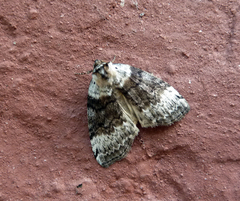 Tetheella fluctuosa