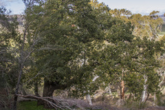 Brachychiton populneus