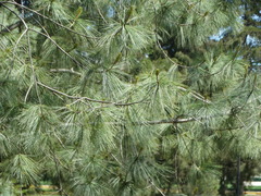 Pinus maximartinezii