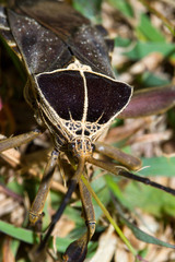 Petascelis remipes