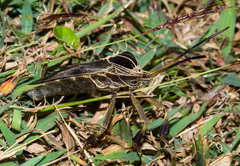 Petascelis remipes