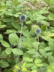 Echinops bannaticus