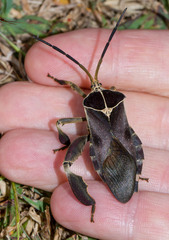 Petascelis remipes
