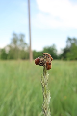 Chaetopteroplia segetum