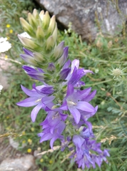Campanula spicata